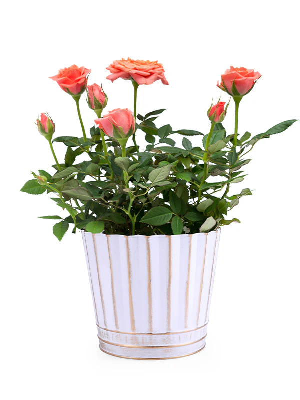 Eloise Tin Container with Plastic Liner (8–12 Pack) - Image 2
