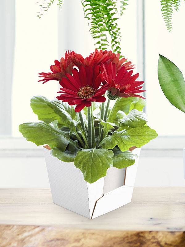 Jetwrap Mini Floral Delivery Box #600 - Image 6