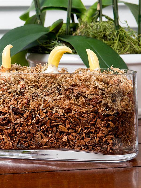 Super Moss Douglas Fir Orchid Bark – 3/4″ Chips (4qt Zip Bag) - Image 4