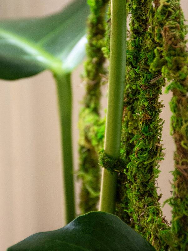 Super Moss Preserved Moss Floral Plant Ties – 5in (12-Pack) - Image 3